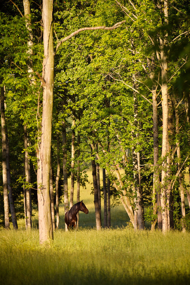 A horse grazing peacefully among the trees at the Equitas farm